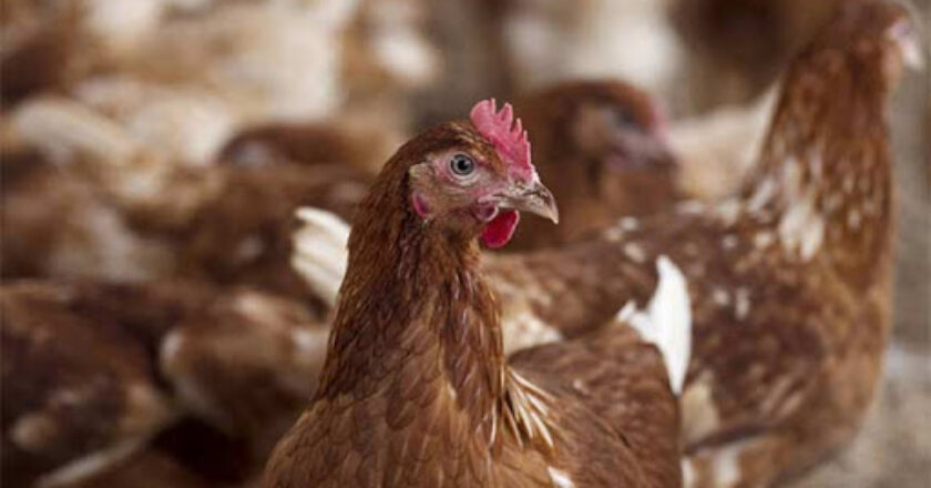 suspicions de grippe aviaire, le gouvernement ferme des marchés à volailles