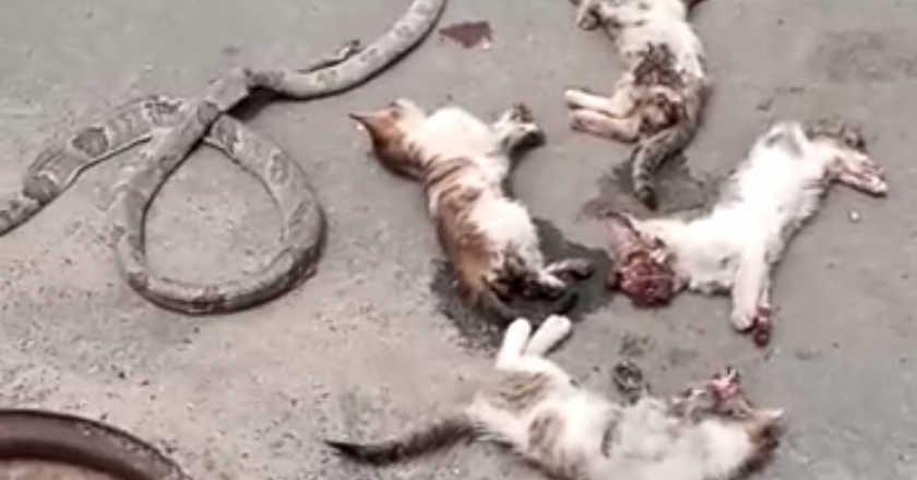 4 chats étranges et un serpent tués dans la voiture d'une dame