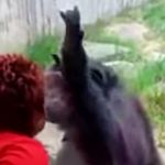 Une femme chassée d’un zoo du fait de sa relation jugée ‘intime’ avec un chimpanzé