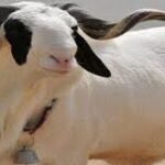 Tabaski 2022 : la date de la célébration dévoilée