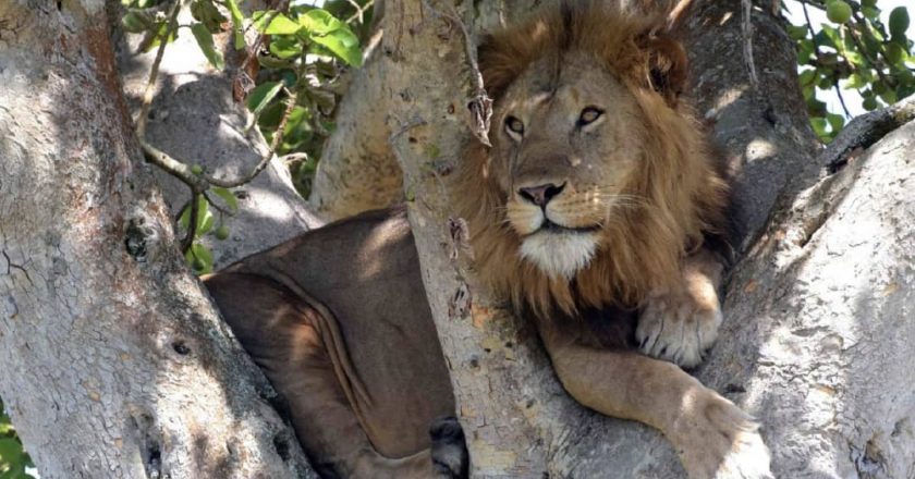 Plus de félins dans la fosse aux lions : le gouvernement togolais s'inquiète
