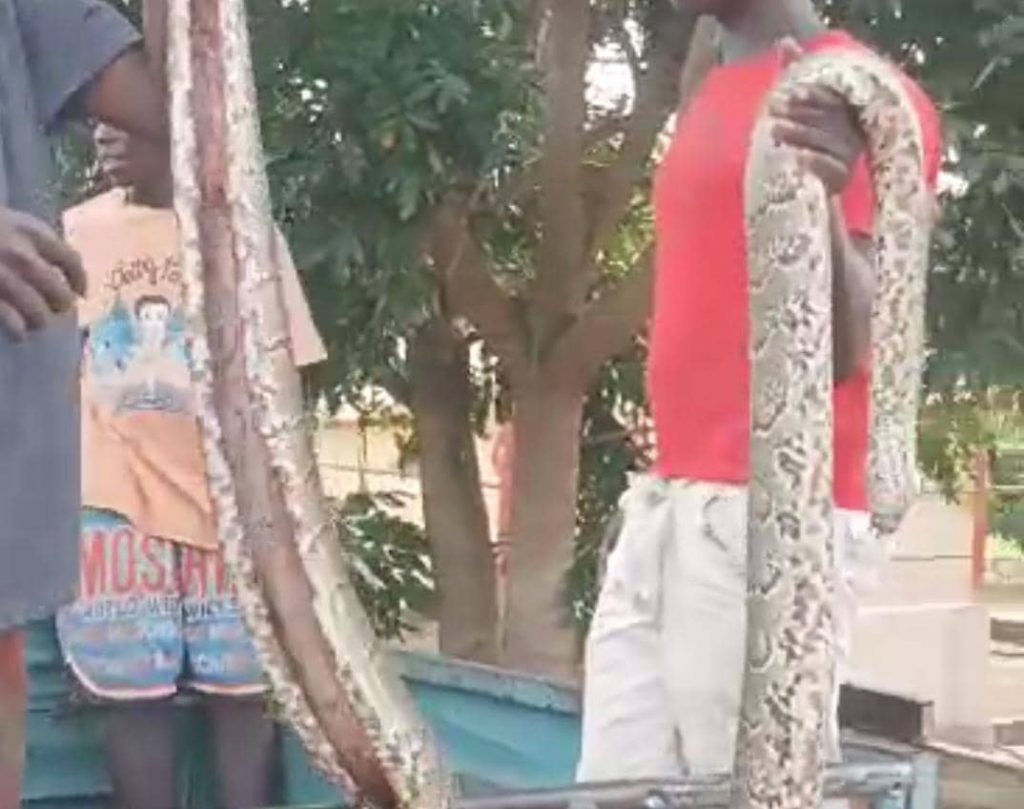 [Vidéo] Lomé : des jeunes d'Adakpamé mettent fin aux attaques d'un boa géant
