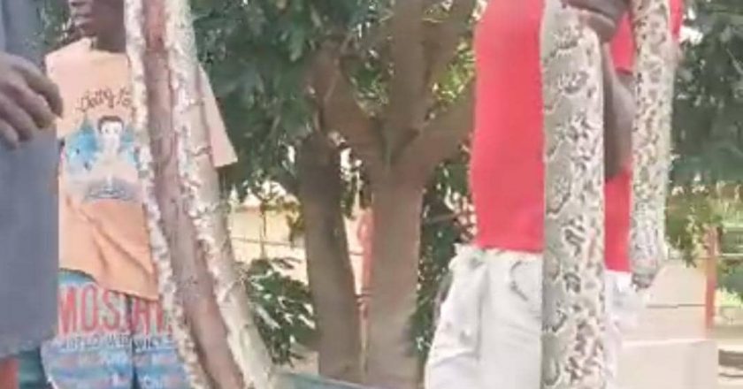 [Vidéo] Lomé : des jeunes d'Adakpamé mettent fin aux attaques d'un boa géant