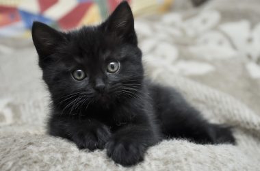 Conseil : 07 Raisons convaincantes pour adopter un chat noir