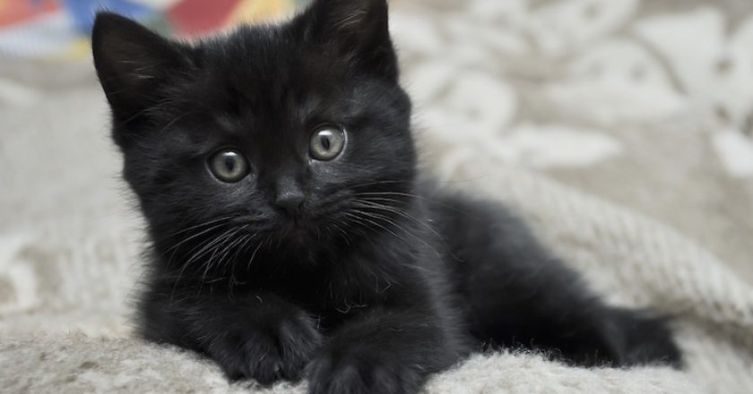 Conseil : 07 Raisons convaincantes pour adopter un chat noir