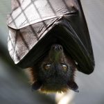 Les secrets de la chauve-souris : Pourquoi dort-elle la tête en bas ?