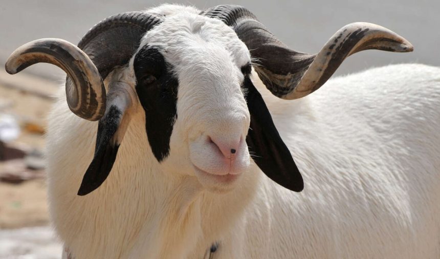 Tabaski 2024 au Togo : l'Aïd al-Adha célébré le 16 juin