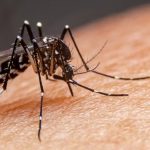 Alerte à la dengue : plusieurs cas signalés au Togo