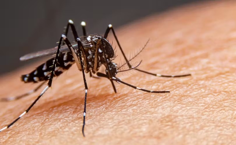 Alerte à la dengue : plusieurs cas signalés au Togo