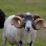 Tabaski 2025 : La date officielle de la fête du sacrifice